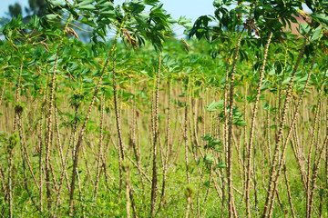 Cassava trees are growing and the leaves are in the garden