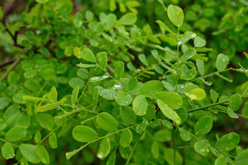 green leaves background