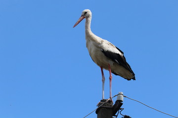 Stork sitting on a power line pole
