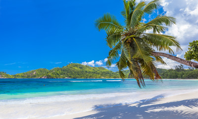 palm tree on tropical beach, Mahé, Seychelles 