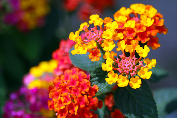 yellow red pink lantana camara flower in garden blooming