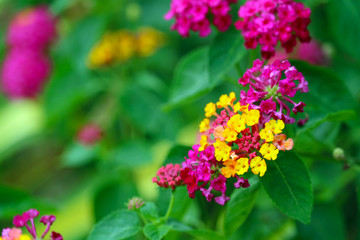 yellow red pink magenta color of lantana camara flower in garden blooming