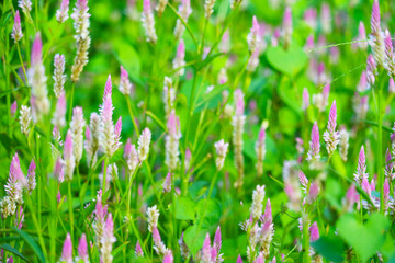 celosia argentea pink color flowers blooming in park blur green leaves