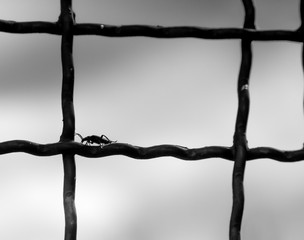 Silhouette of a bug on metal fence