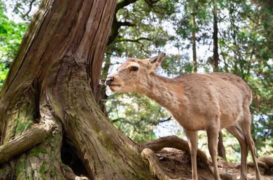 日本の観光地 / 奈良公園にいる鹿の写真