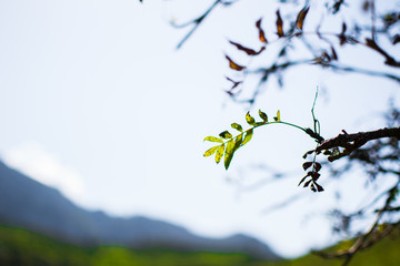 Close up of green leaves on a branch in spring or summer with defocused background