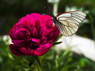 White butterfly on a red terry flower