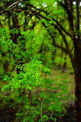 Plant in forest