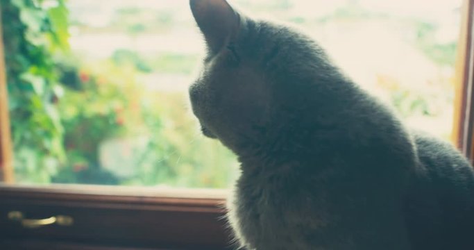 British shorthair cat sitting by the window