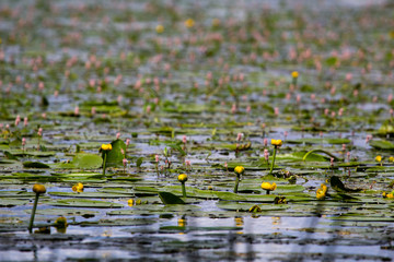 water lilies in the pond
