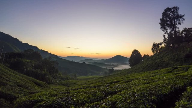 4K Time Lapse Beautiful Sunrise Tea Plantation Cameron Highlands, Malaysia