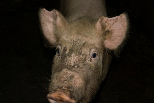 Piglet in the barn. Pink adult pig with a dirty snout