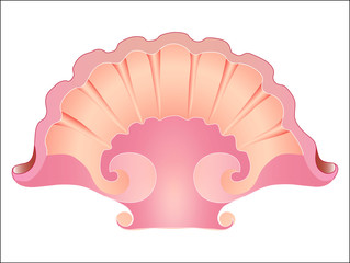 Sea shell. , Beautiful, pink shell for decoration. Design element. Isolated, white. Illustration