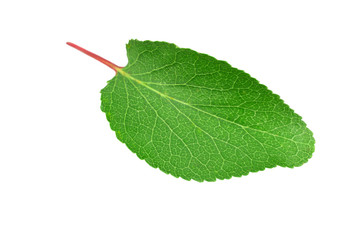 Fototapeta premium apricot leaf isolated on a white background