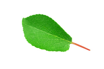 apricot leaf isolated on a white background