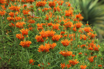 Löwenohren Leonotis Pflanze 