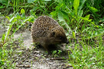 Hedgehog in its natural habitat