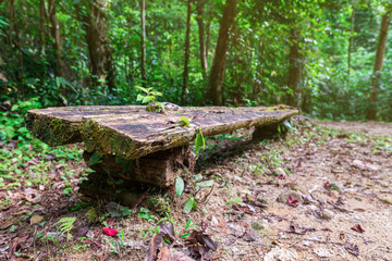 Bench in the woods. A place where you can rest on the way to Chong Fa waterfall in the tropical jungle. Thailand, Asia.