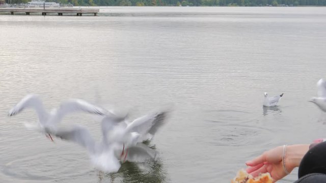 Woman feeding seagulls, autumn lake