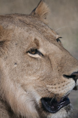Lioness, Botswana