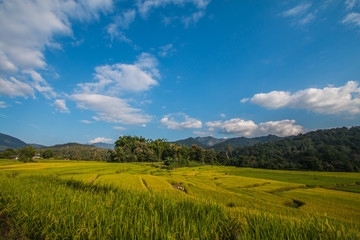 Rice terraces in Thailand