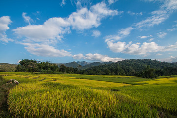 Fototapeta na wymiar Rice terraces in Thailand