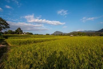 Rice terraces in Thailand