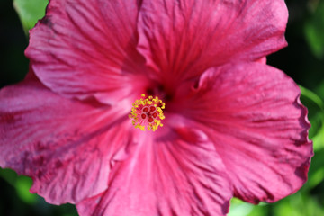 Hibiskus Blüte © Andrea Geiss