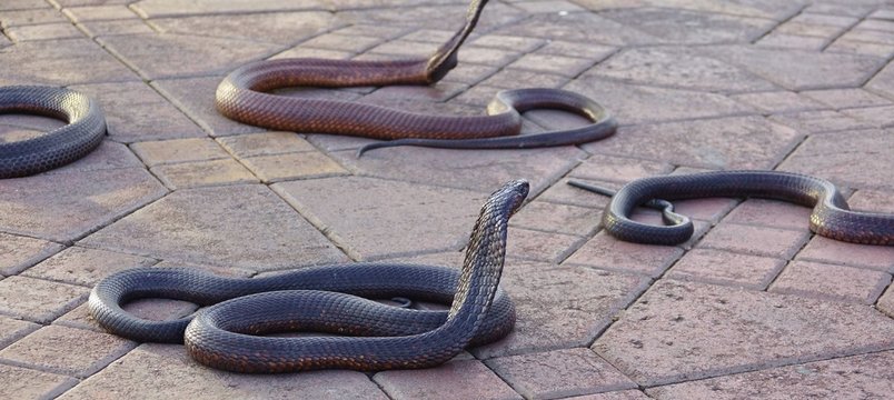Snakes in Africa, in Morocco