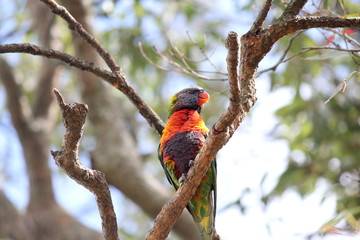 Australian Rainbow Lorikeet in a tree