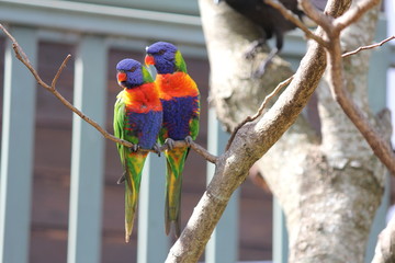 A pair of Australian Rainbow Lorikeets sitting on a branch