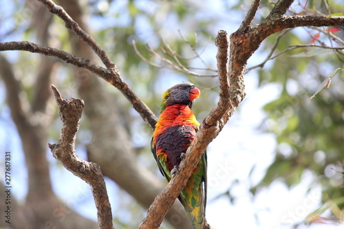 Australian Rainbow Lorikeet in a tree