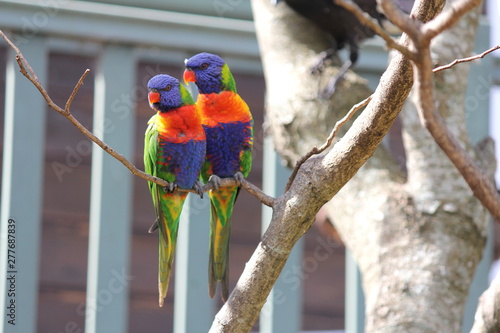 A pair of Australian Rainbow Lorikeets sitting on a branch