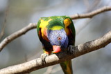 Curioius Rainbow Lorikeet looking right at the camera