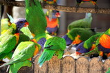 Feedubg Frenzy Australian Rainbow Lorkeets feasting in a backyard garden