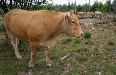 Cows at National Park Dwingelderveld Netherlands. Drente