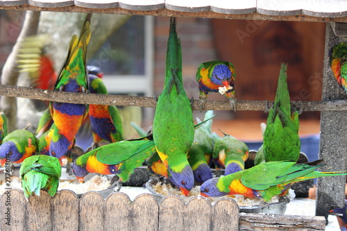 Feedubg Frenzy Australian Rainbow Lorkeets feasting in a backyard garden