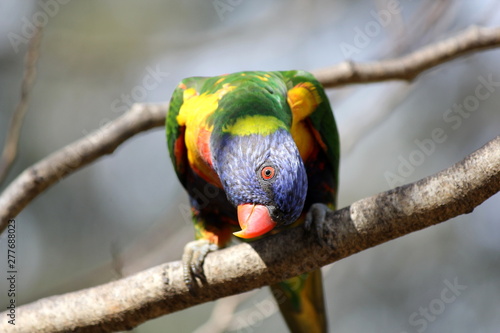 Curioius Rainbow Lorikeet looking right at the camera