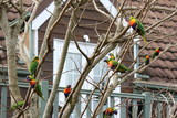 Flock of Australian Rainbow Lorikeets sitting in a tree