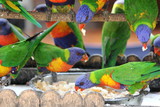 Feedubg Frenzy Australian Rainbow Lorkeets feasting in a backyard garden