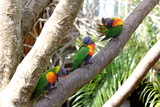 Three Australian Rainbow Lorikeets preening their feathers