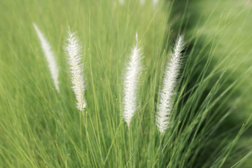 long wihite flower over the green grasses background
