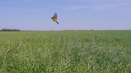 A yellow wagtail sits on rapeseed pods in a field.