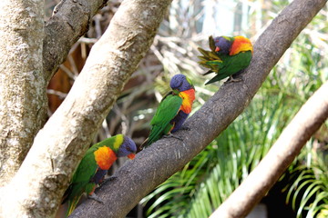 Three Australian Rainbow Lorikeets preening their feathers