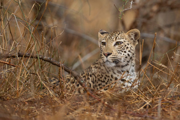 Young Leopard during rain storm in Kruger National park