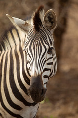 Fototapeta na wymiar Plains Zebra in South Africa