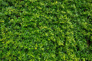 Green leaves for background