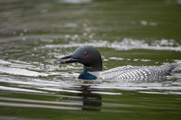 Common Loon or Diver on a Lake in Northern Michigan USA