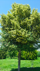 Linden or latin Tilia in its natural environment.