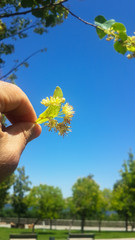Linden tree (linden tree) linden blossom in natural environment  